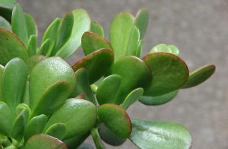 Толстянка требует рассеянного света и редкого полива для здоровья листьев – Александра Белова