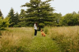 Собака смотрит на хозяина во время дефекации из-за инстинкта безопасности — зоопсихолог