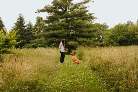 Собака смотрит на хозяина во время дефекации из-за инстинкта безопасности — зоопсихолог