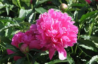 Осенняя пересадка пионов помогает сохранить здоровье корней и стимулирует рост — специалисты