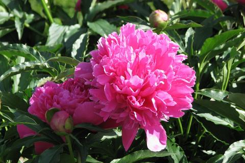 Осенняя пересадка пионов помогает сохранить здоровье корней и стимулирует рост — специалисты Осенняя пересадка пионов помогает сохранить здоровье корней и стимулирует рост — специалисты