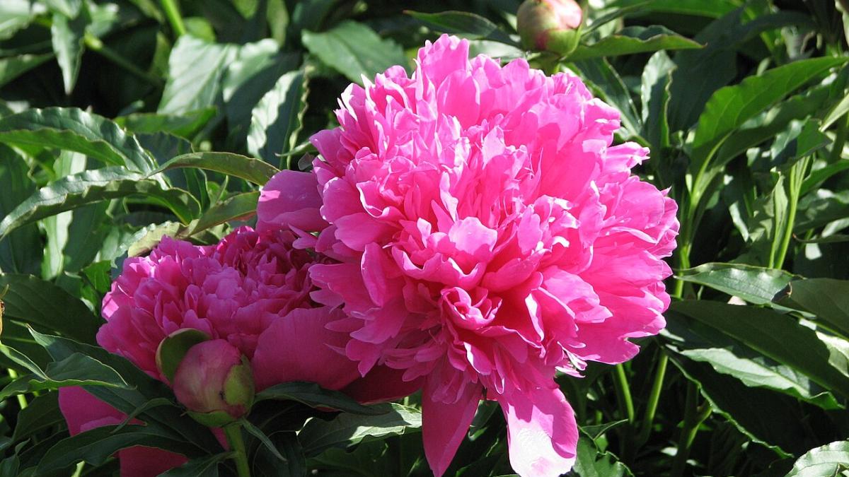 Пионы Пионы