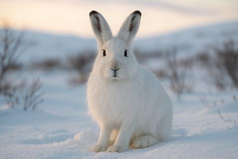 Запись в снежных просторах: брошюра о следах животных привлечет внимание к экологии Камчатки