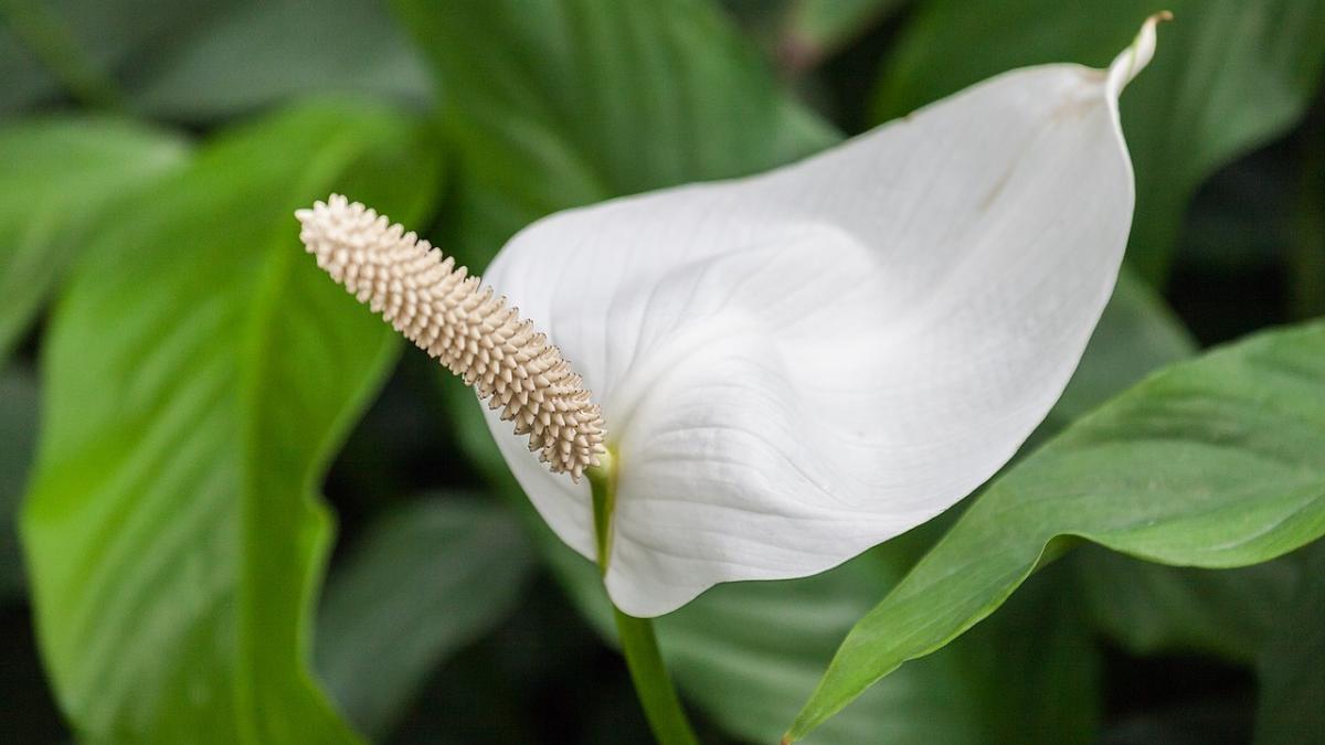 Спатифиллум