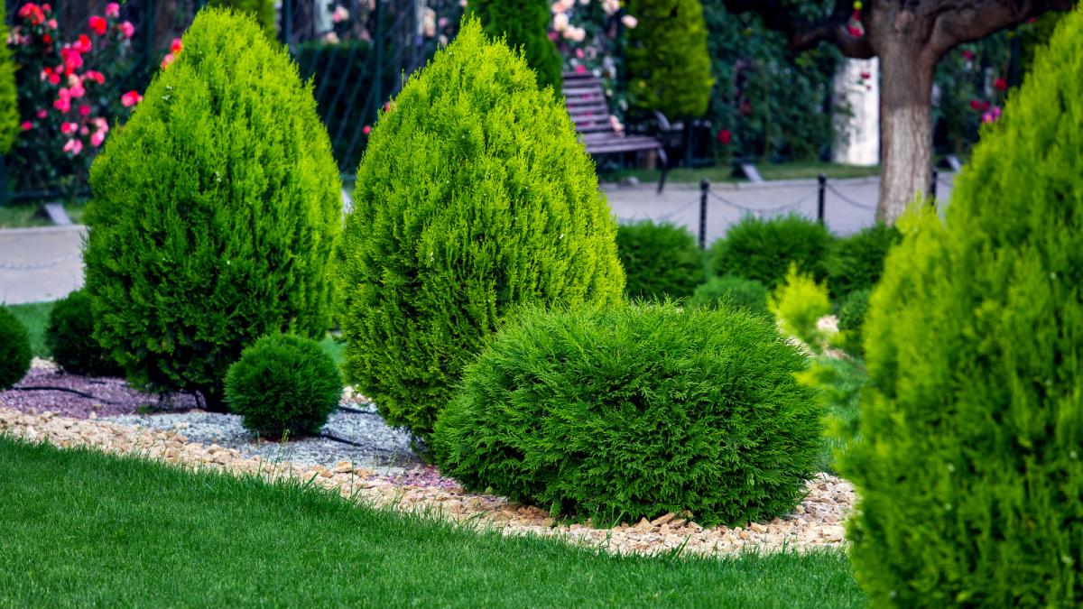 Красивый сад Красивый сад