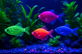 Резкие подмены воды приводят к стрессу у рыб — аквариумисты