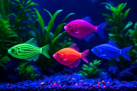 Резкие подмены воды приводят к стрессу у рыб — аквариумисты