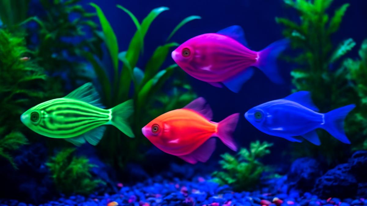 Светящиеся рыбки GloFish в аквариуме