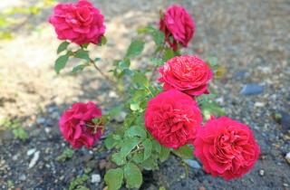 Весной мои розы умирали, осенью — прижились все: секрет, который знают не все садоводы