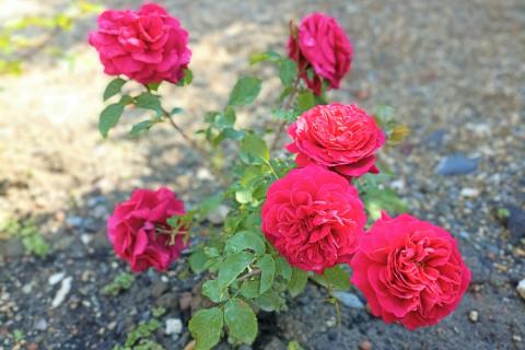 Весной мои розы умирали, осенью — прижились все: секрет, который знают не все садоводы