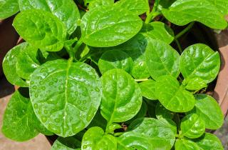 Салат в подвесных кашпо собирают с внешних листьев без среза кочана — House Digest