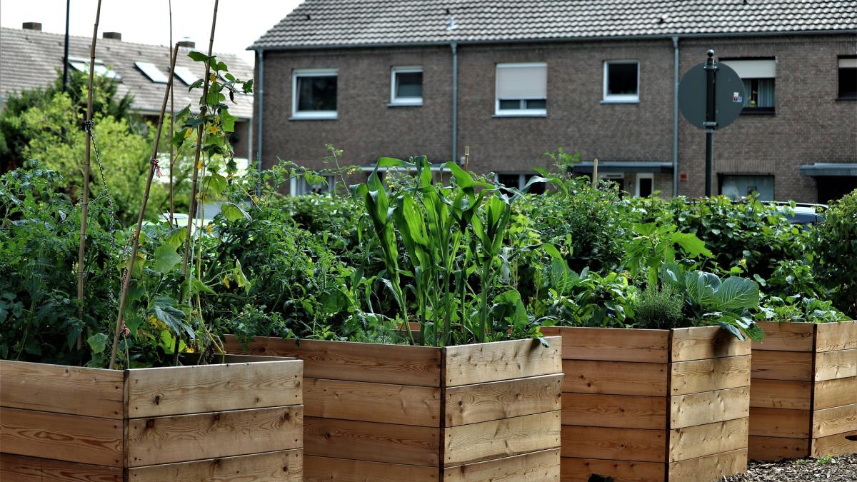 Деревянные грядки