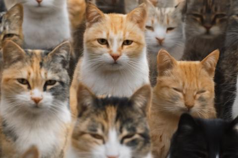 Поэтапное сближение кошек: методика от специалистов по поведению животных