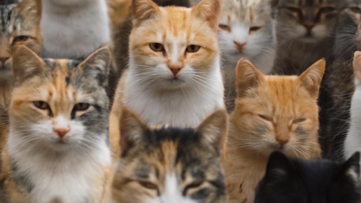 Кошки разных расцветок