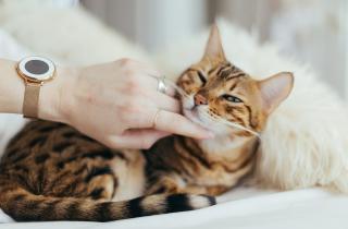 Учёные: регулярное общение с кошкой снижает у питомцев уровень стресса