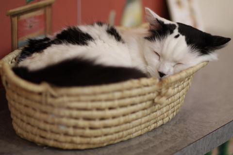 Кошка может дрожать, если видит яркие сны — ветеринары