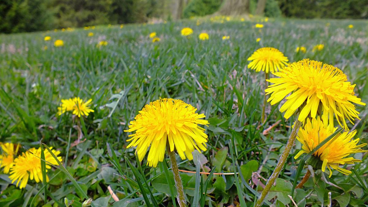 Одуванчики
