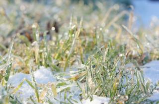 Зимняя подготовка усиливает весенний рост газона — по данным садовых экспертов