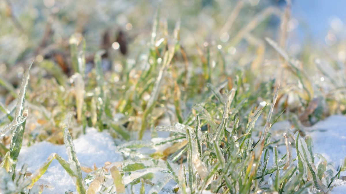 Трава зимой