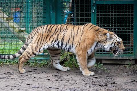 В селе Виневитино зафиксированы повторные выходы тигра к домам — DEITA.RU