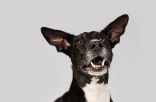 Просторный участок для собаки оказался переоценён — без этого питомец всё равно страдает