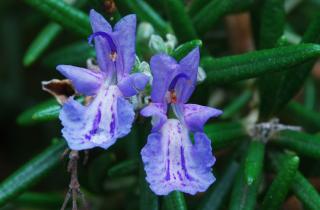 Нанесла розмариновый крем — и рубец исчез: теперь ясно, почему TikTok сошёл с ума от этого средства