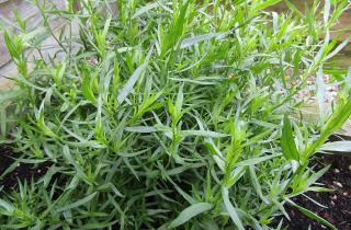 Швейцарский салат создаёт эффектный баланс мясных и свежих вкусов — кулинары