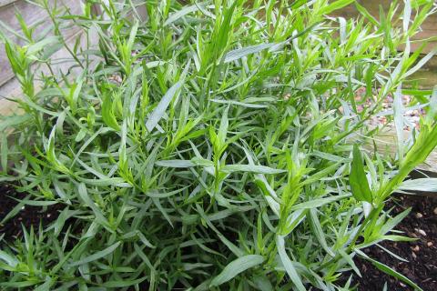 Швейцарский салат создаёт эффектный баланс мясных и свежих вкусов — кулинары