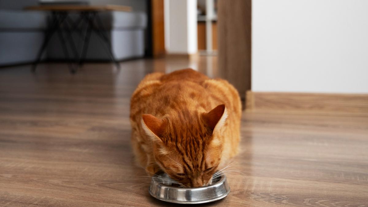 Кошка ест корм