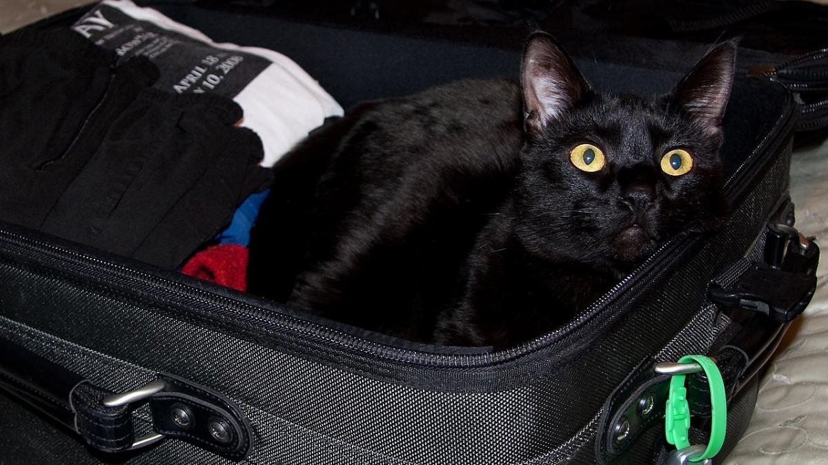 Кот в чемодане