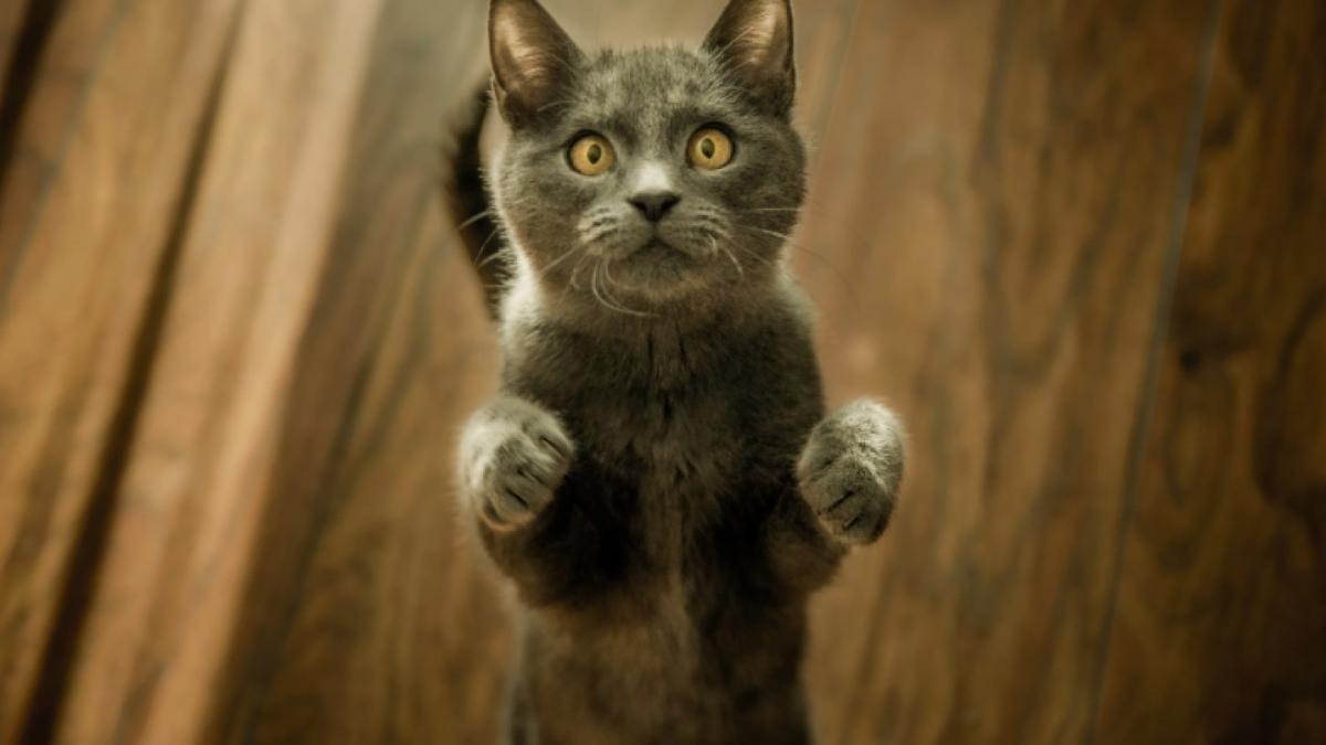 Котик Котик