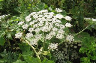 Борщевик Сосновского вызывает ожоги кожи при контакте с солнцем – Илья Громов