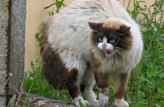 Домашние кошки сбегают из-за открытых дверей и испуга — ветеринар