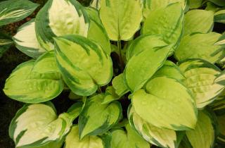 Хосты закрывают землю “шапкой” — сорняки просто не пробиваются: главное не ошибиться с посадкой