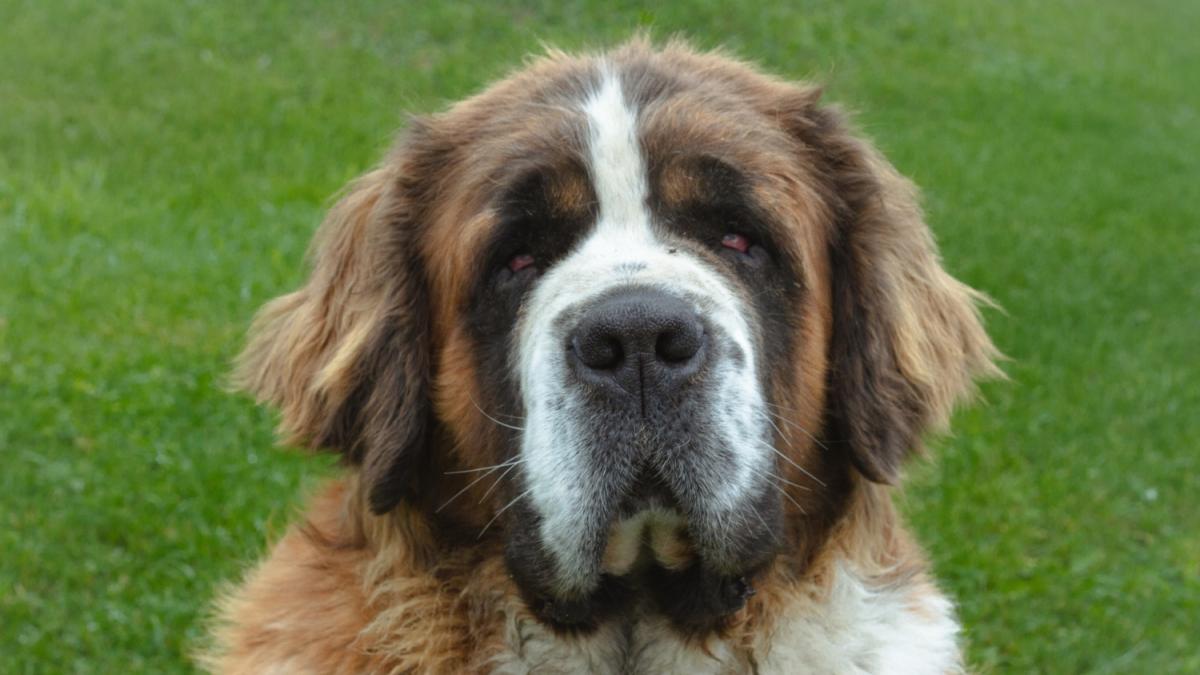 сенбернар сенбернар