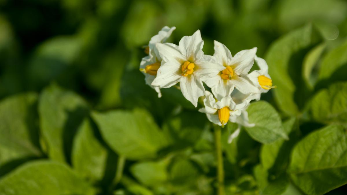 Картошка, картофель