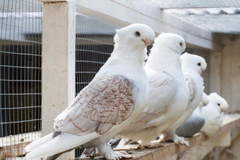 Магнитное чувство птиц связано с вестибулярной системой, а не со зрением — исследование