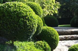 Самшит редеет после неправильной обрезки — февраль спасает кусты от пустой кроны