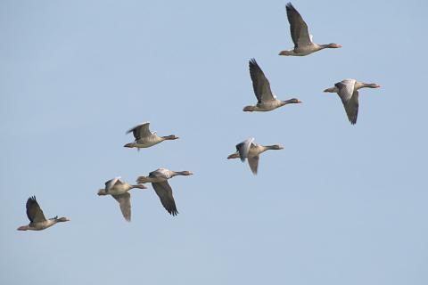 В поисках глубины: как генетика поможет понять миграционные маршруты редких птиц в Алтае
