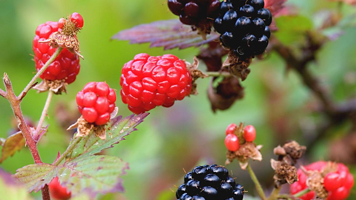 Чёрная малина