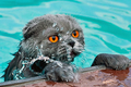 Почему кошки боятся воды? Почему кошки боятся воды?