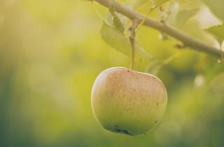 Только зимние сорта яблок выдерживают хранение до весны — агрономы