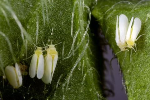 Белокрылка успешно зимует в тёплой теплице — агрономы