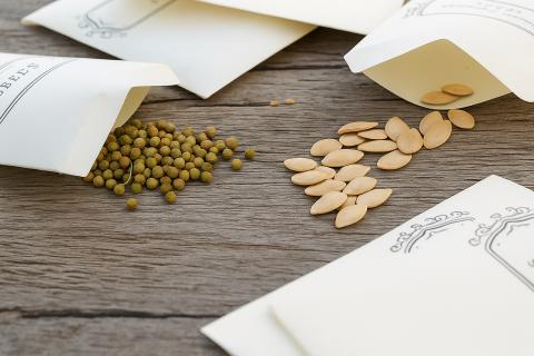 Подсушенные семена сохраняют формируют сильные всходы