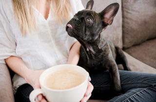 Запах хозяина помогает собакам снижать тревожность — вывод ветеринаров