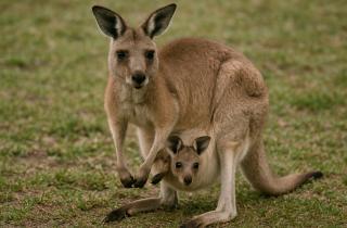 RSOS: найден амулет из зуба вымершего сумчатого животного на северо-западе Австралии