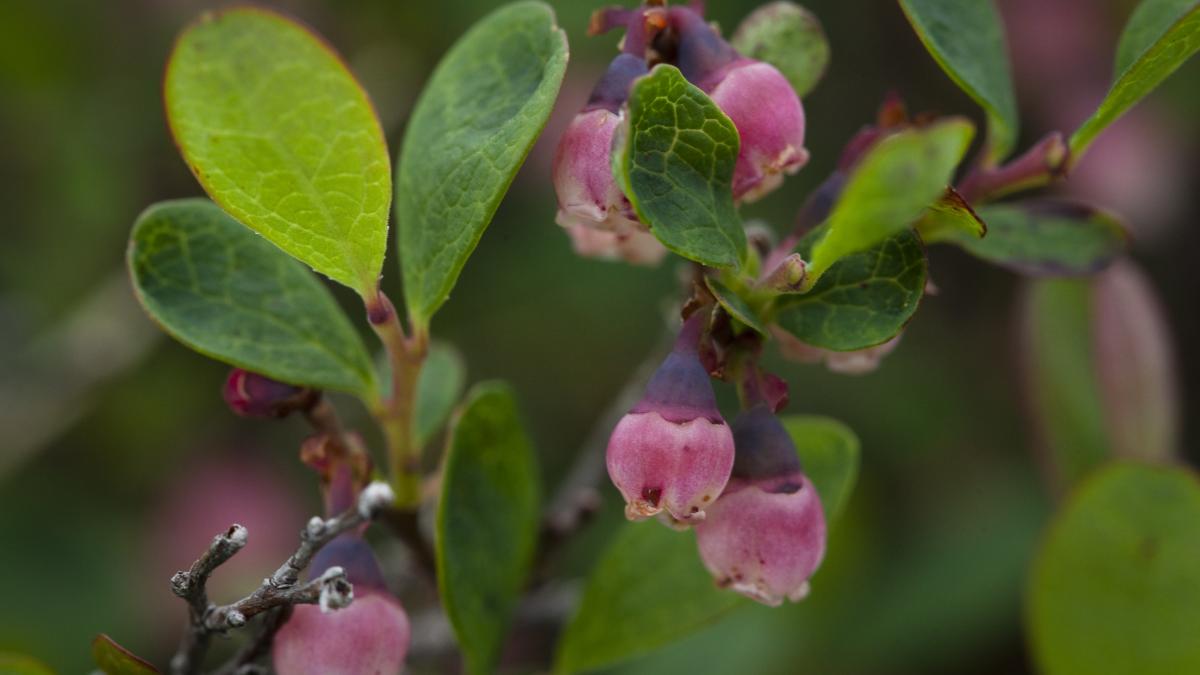 Розовая голубика «Pink Lemonade»