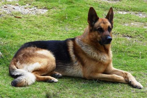 Умные собаки требуют активного взаимодействия с хозяином — ветеринары