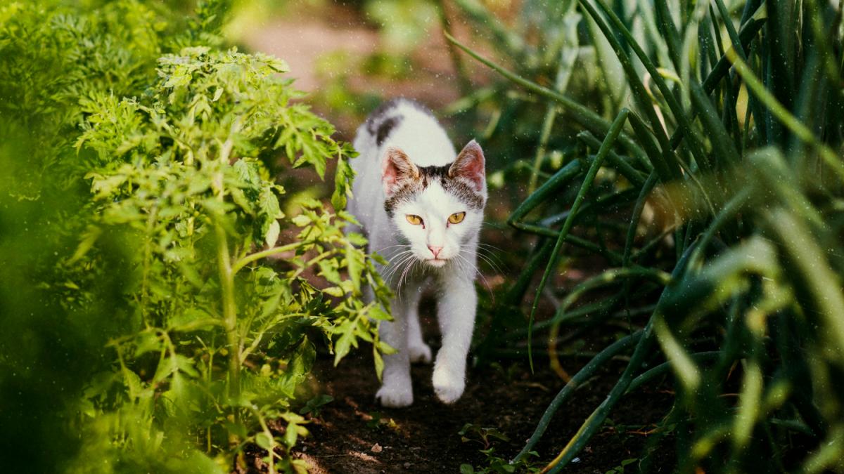 Кошка Кошка