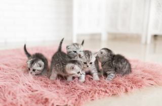 Один котёнок станет другом, другой — проблемой: 3 признака, которые выдают характер уже в помёте